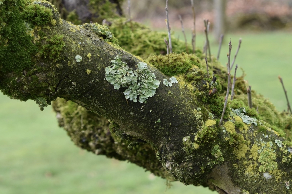 Mossen en korstmossen - Planten - 