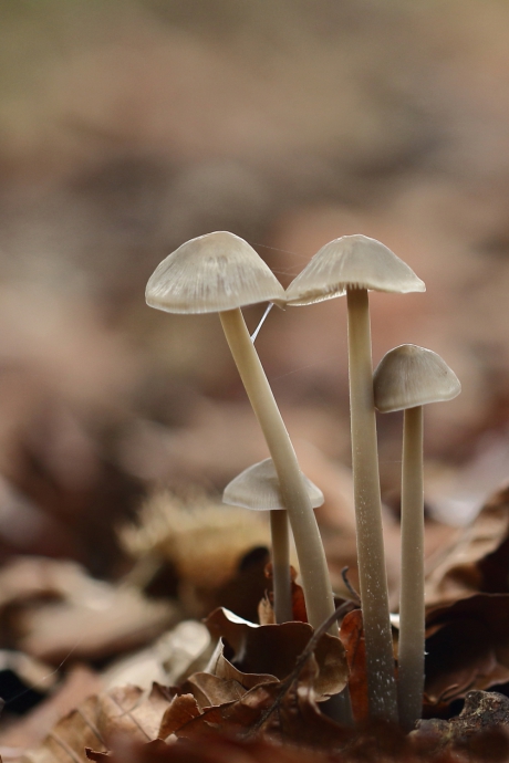 mycena onb.
