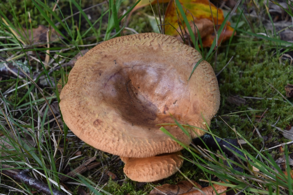 Einde van de groei - Schimmels - 