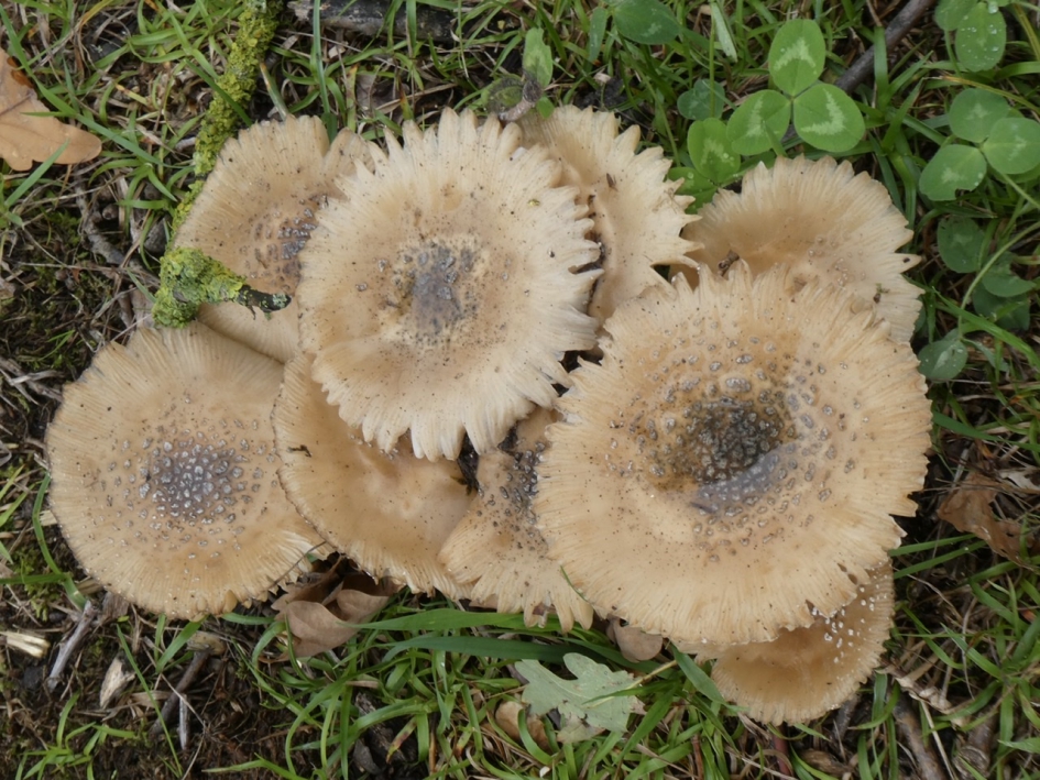 Ze zijn al aan het rafelen! - Schimmels - 