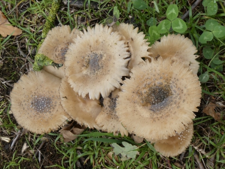 Ze zijn al aan het rafelen!