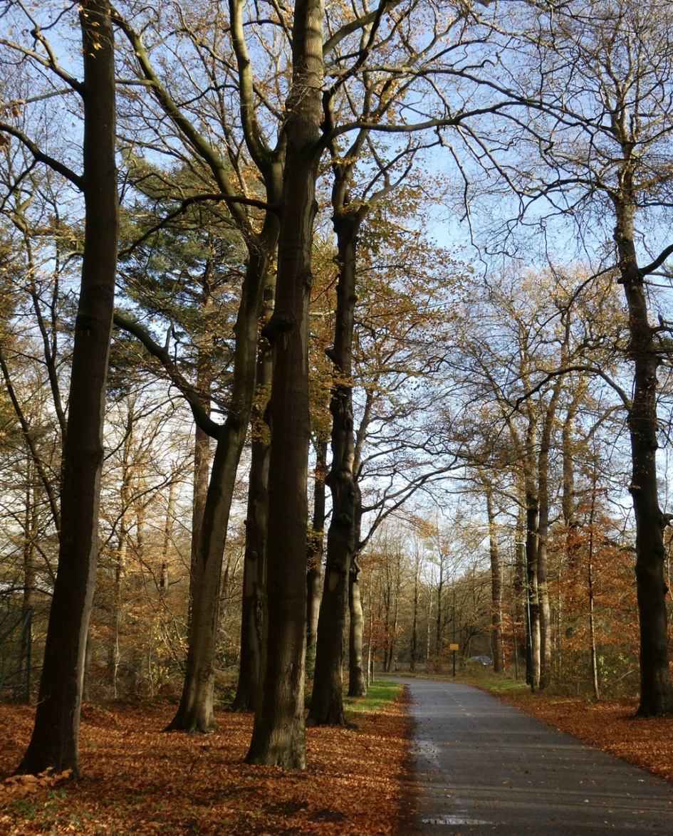 Weggetje met veel beukenblad.... - Weer en landschap - 