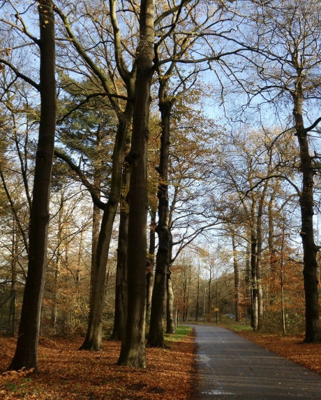 Weggetje met veel beukenblad....