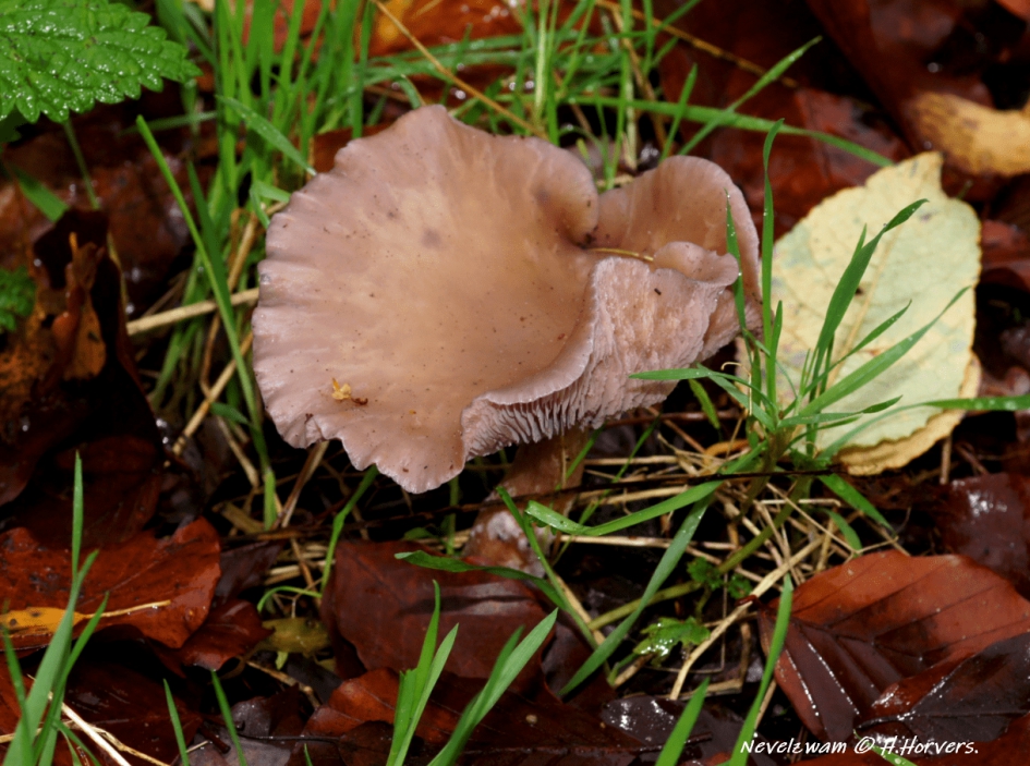Nevelzwam. - Schimmels - Nevelzwam.