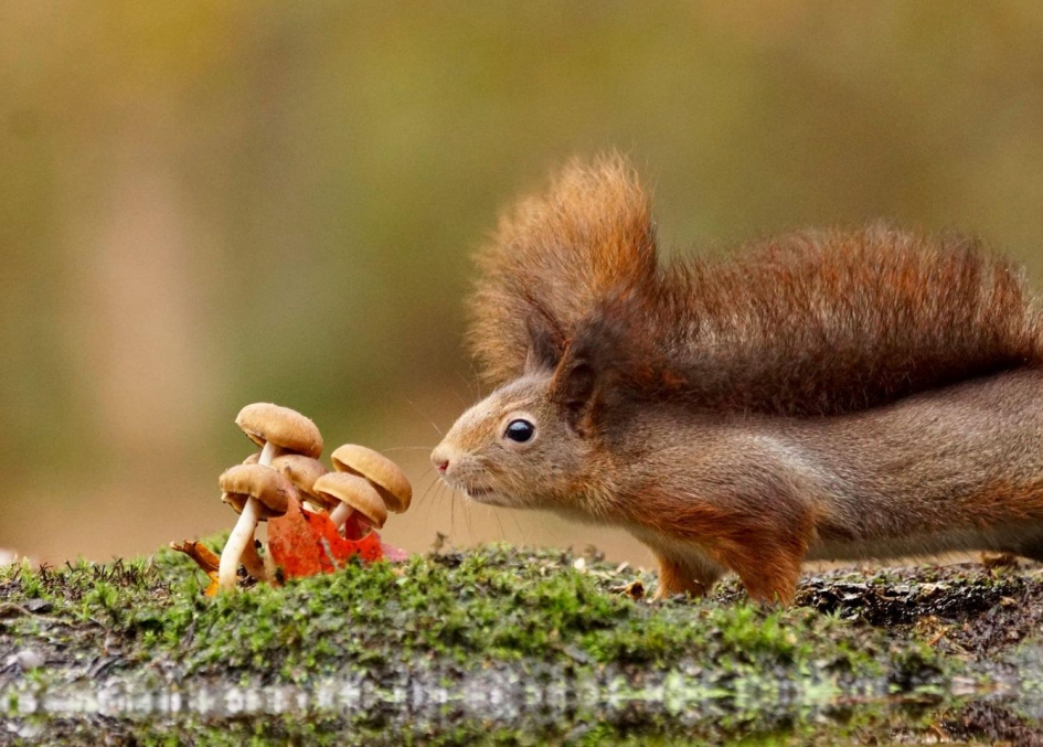 Nieuwsgierige eekhoorn - Zoogdieren - Danielle van Tienen
