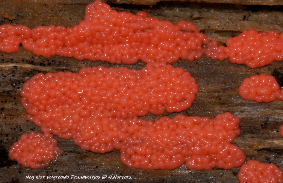 Nog niet volgroeide Draadwatjes. - Schimmels - Oranje-Rode Draadwatjes.