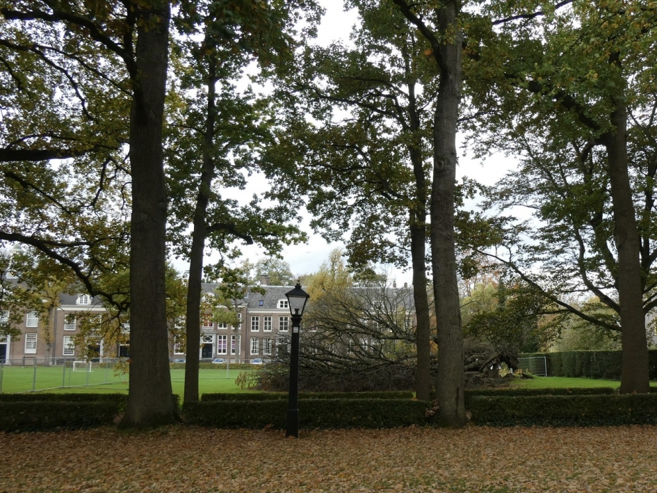 Omgevallen kastanjeboom - Planten - 