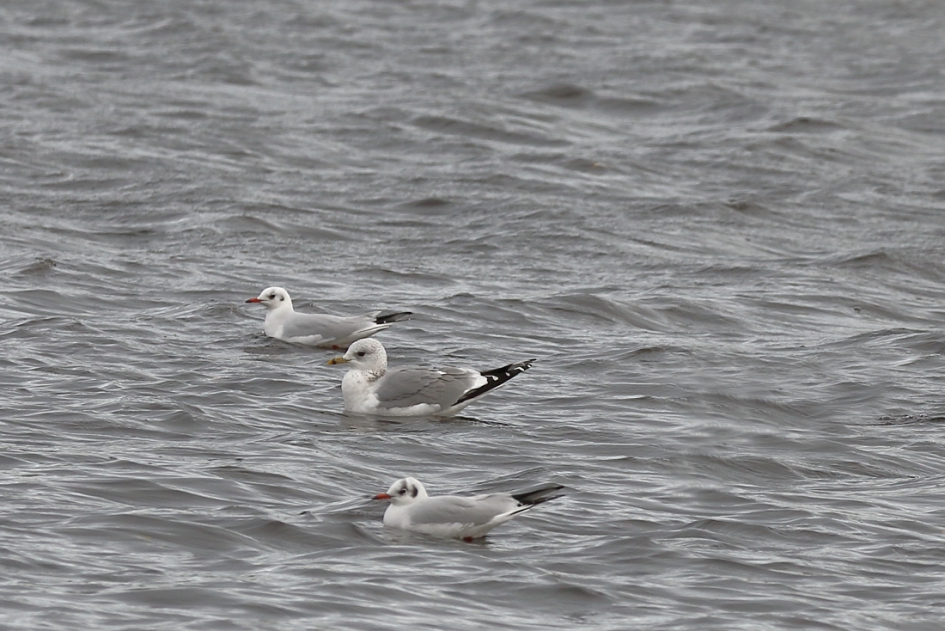 onder escorte - Vogels - stormmeeuw