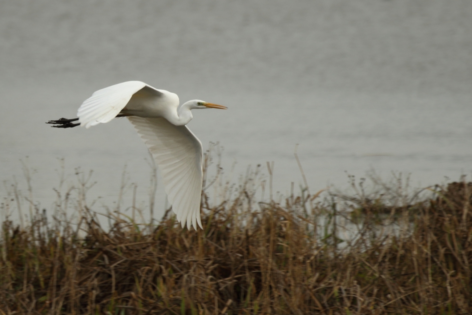 onder protest - Vogels - grote zilverreiger