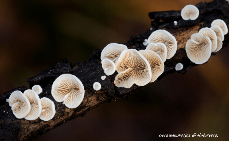 Oorzwammetjes. - Schimmels - Oorzwammetjes.