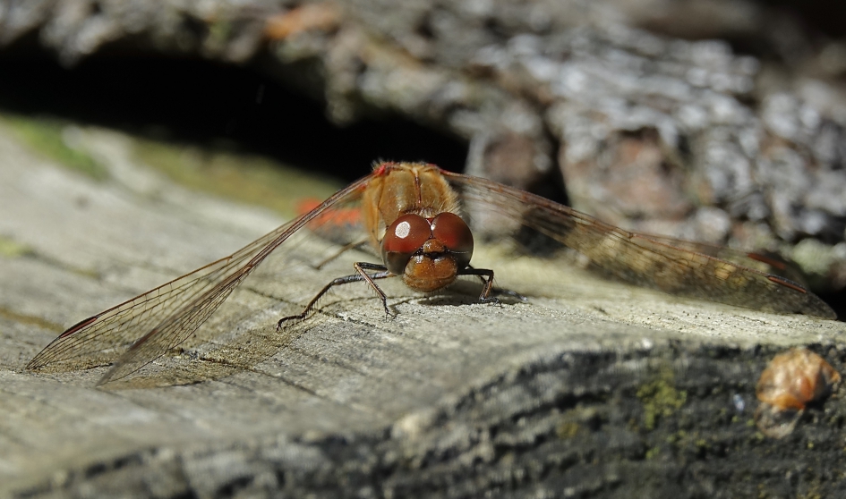 Opwarmende Heidelibel - Geleedpotigen - Heidelibel