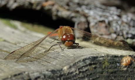 Opwarmende Heidelibel