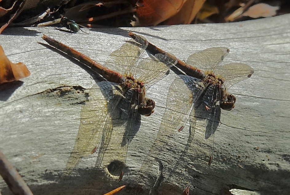 Opwarmende Heidelibellen - Geleedpotigen - Heidelibel