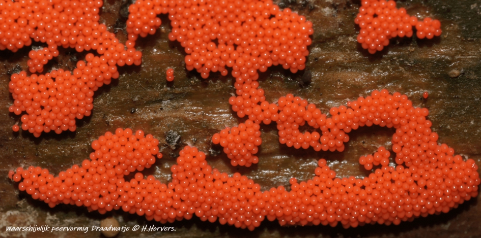 Oranje-Rode Draadwatjes. - Schimmels - Oranje-Rode Draadwatjes.
