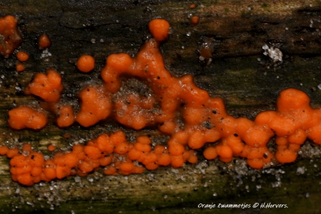 Oranje Houtzwammetjes