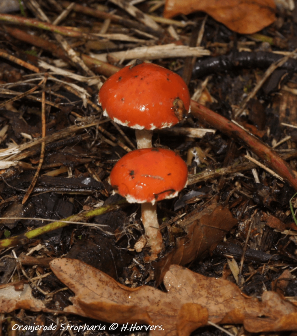 Oranjerode Stropharia. - Schimmels - Oranjerode Stropharia.