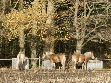 Paarden aan de bosrand
