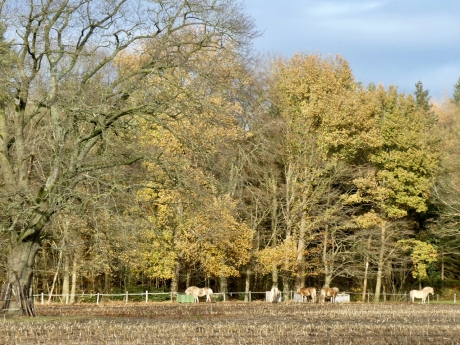 Paarden aan de waterbak