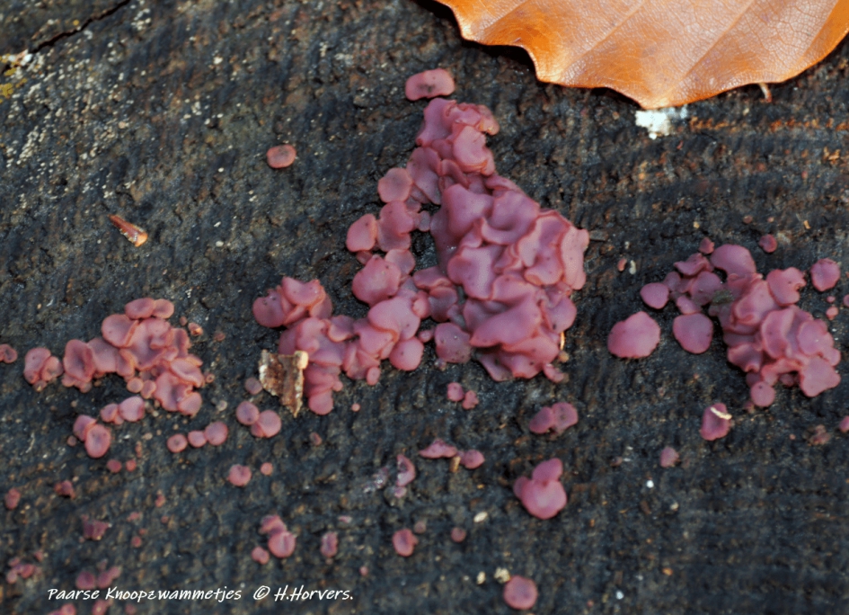 Paarse Knoopzwammetjes - Schimmels - Paarse Knoopzwammetjes