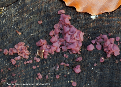 Paarse Knoopzwammetjes