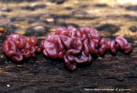 Paarse Knoopzwammetjes.