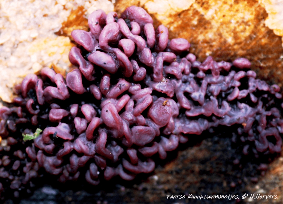 Paarse Knoopzwammetjes. - Schimmels - Paarse Knoopzwammetjes.