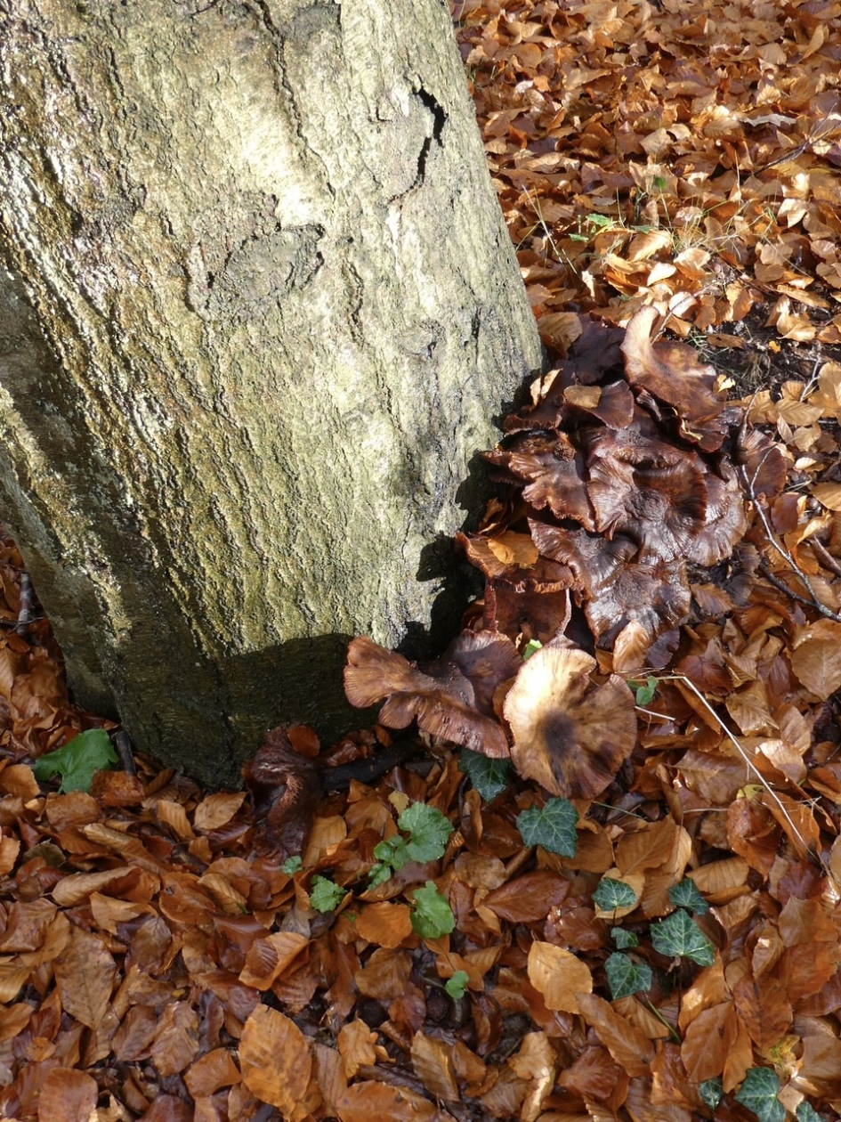 Paddenstoelen aan de voet van een beuk - Schimmels - 