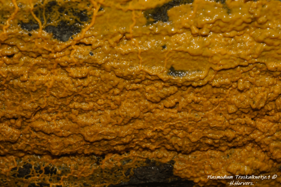 Plasmodium Troskalknetje (1) - Schimmels - Plasmodium Troskalknetje