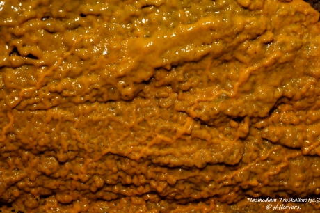 Plasmodium Troskalknetje (2)