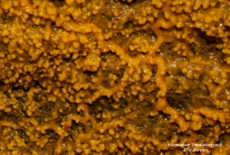 Plasmodium Troskalknetje (3)