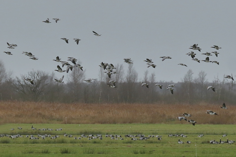 plek genoeg - Vogels - brandgans