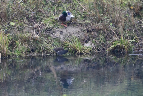Poetsende eend en zoekende waterhoen