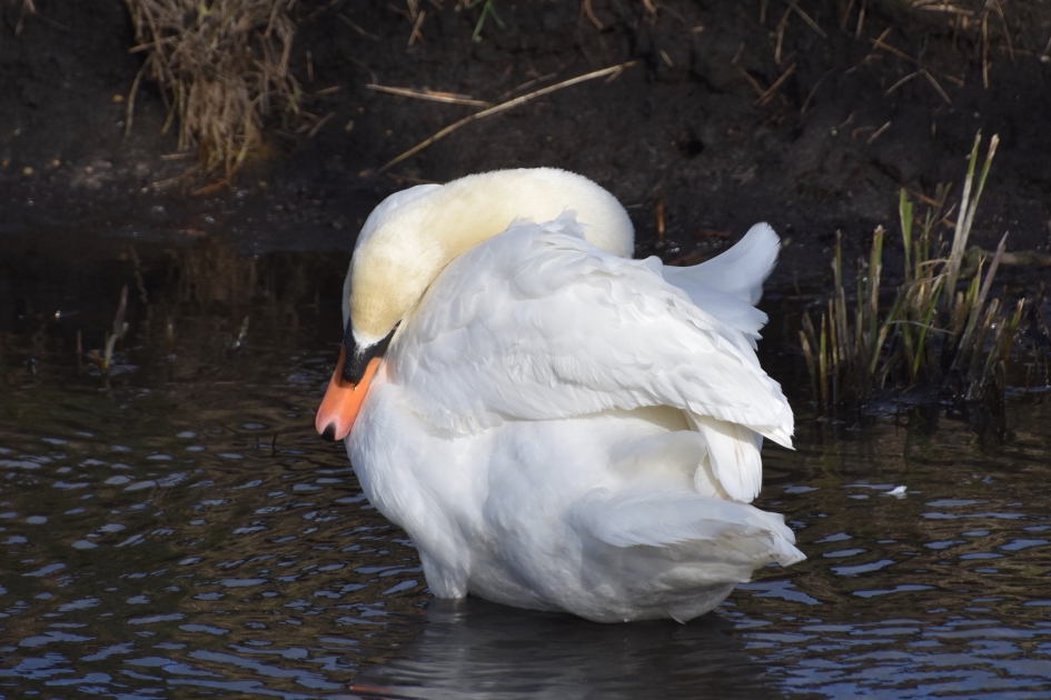Poetsende zwaan - Vogels - 