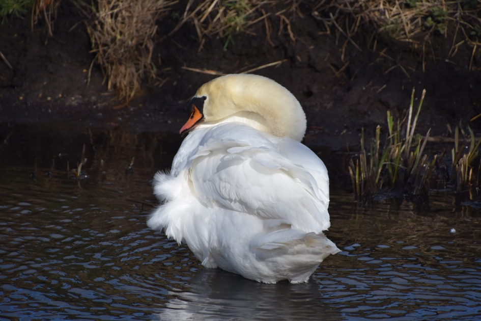 Poetsende zwaan - Vogels - 