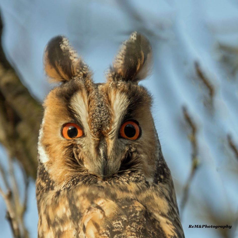 Ransuil. - Vogels - Ransuil.