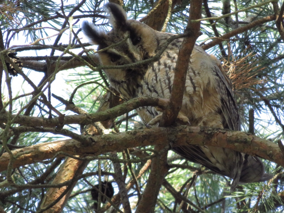Ransuil Den Treek - Vogels - Ransuil