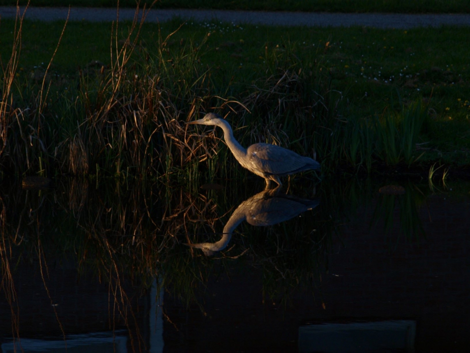 Reiger in de zonsondergang - Vogels - Reiger