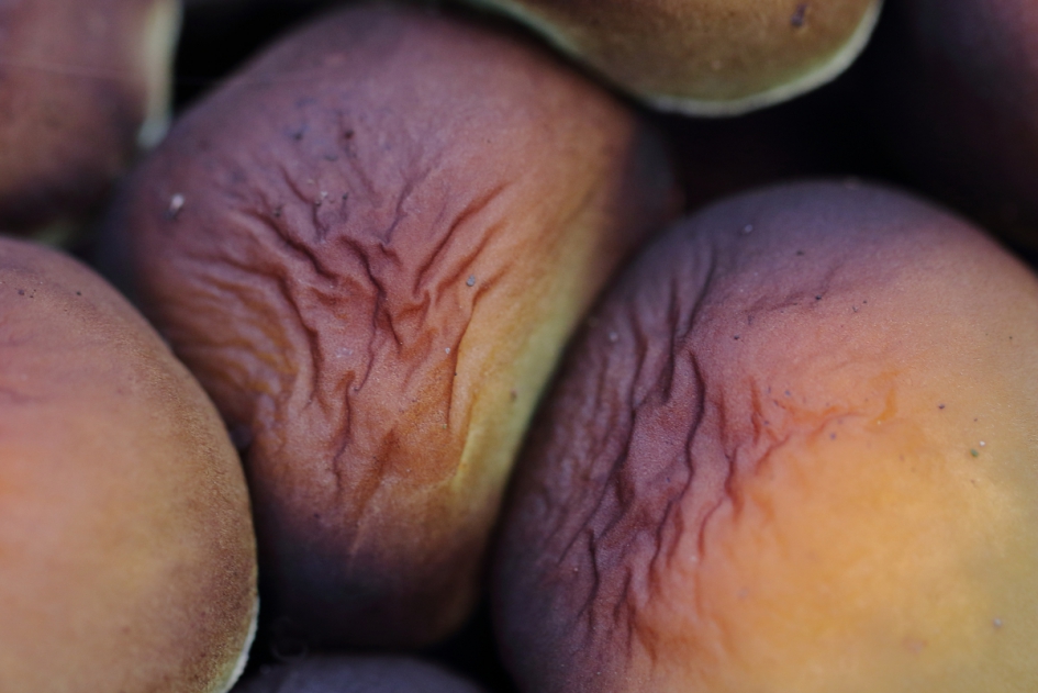 rimpels - Schimmels - paddenstoel onbekend