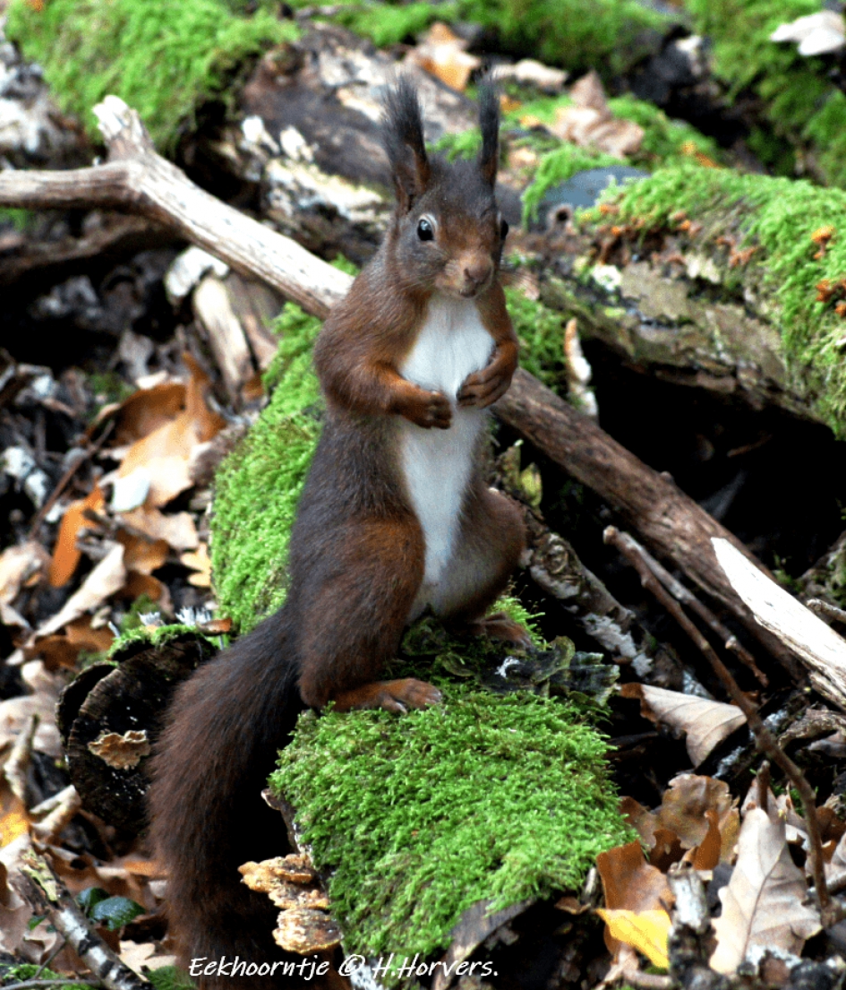 Rode Eekhoorn - Zoogdieren - Rode Eekhoorn