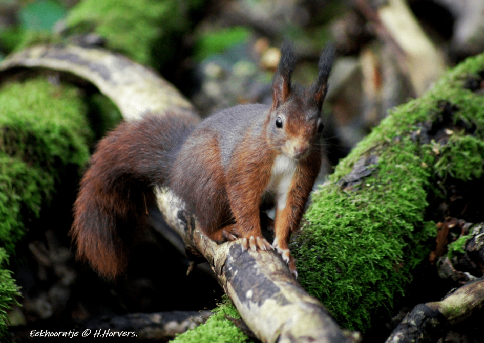 Rode Eekhoorn - Zoogdieren - Rode Eekhoorn