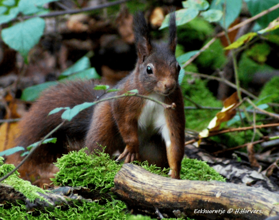 Rode Eekhoorn - Zoogdieren - Rode Eekhoorn