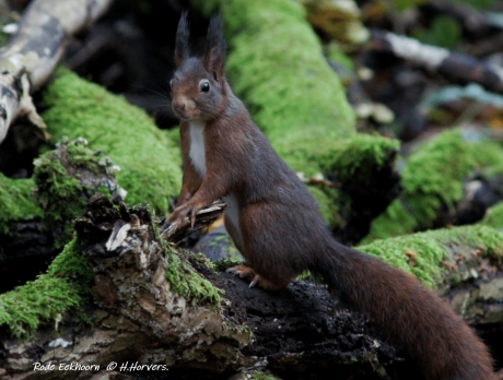 Rode Eekhoorn