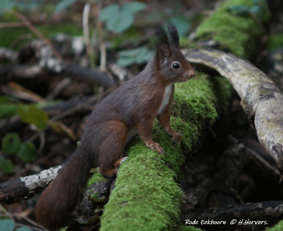 Rode Eekhoorn - Zoogdieren - Rode Eekhoorn