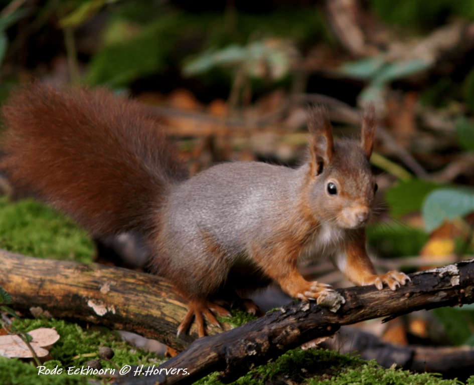 Rode Eekhoorn - Zoogdieren - Rode Eekhoorn