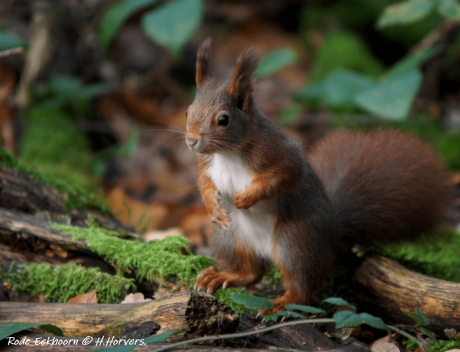 Rode Eekhoorn