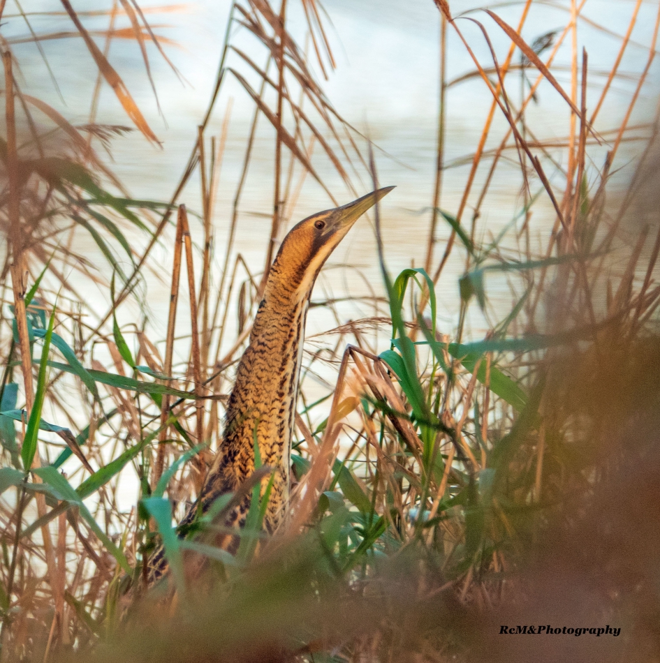 Roerdomp. - Vogels - Roerdomp.