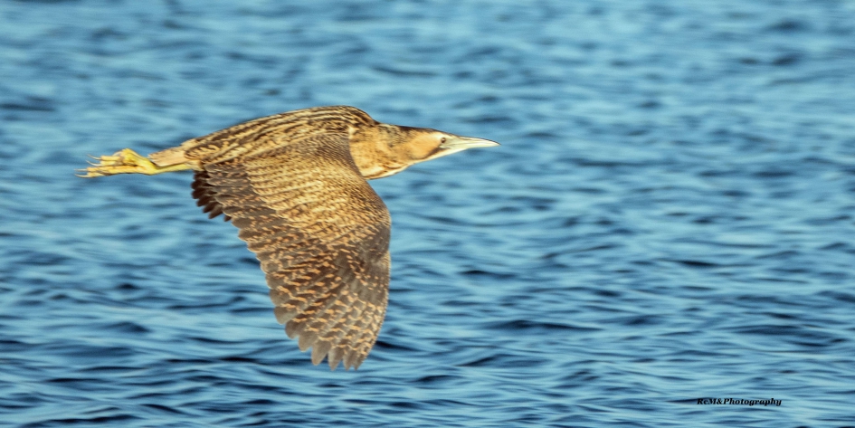 Roerdomp. - Vogels - Roerdomp.
