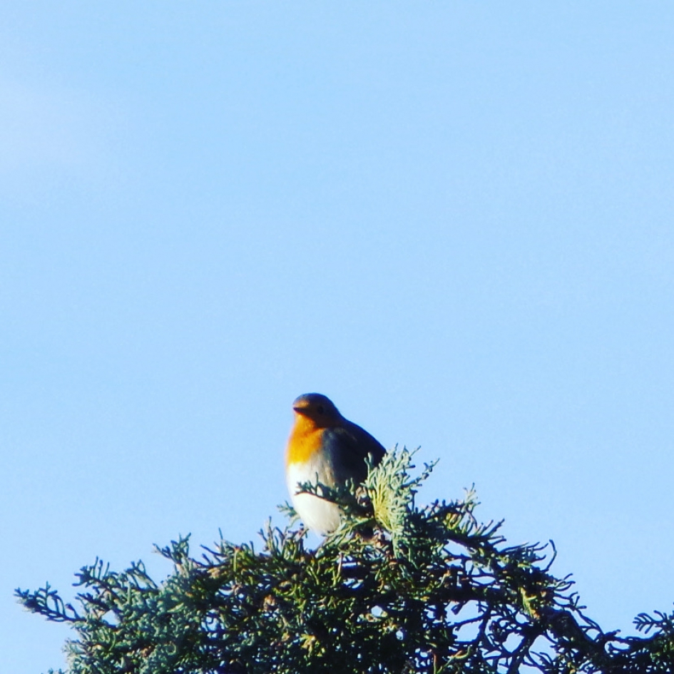 Roodborstje - Vogels - Reina