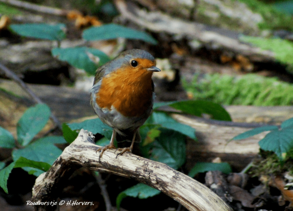 Roodborstje - Vogels - Roodborstje