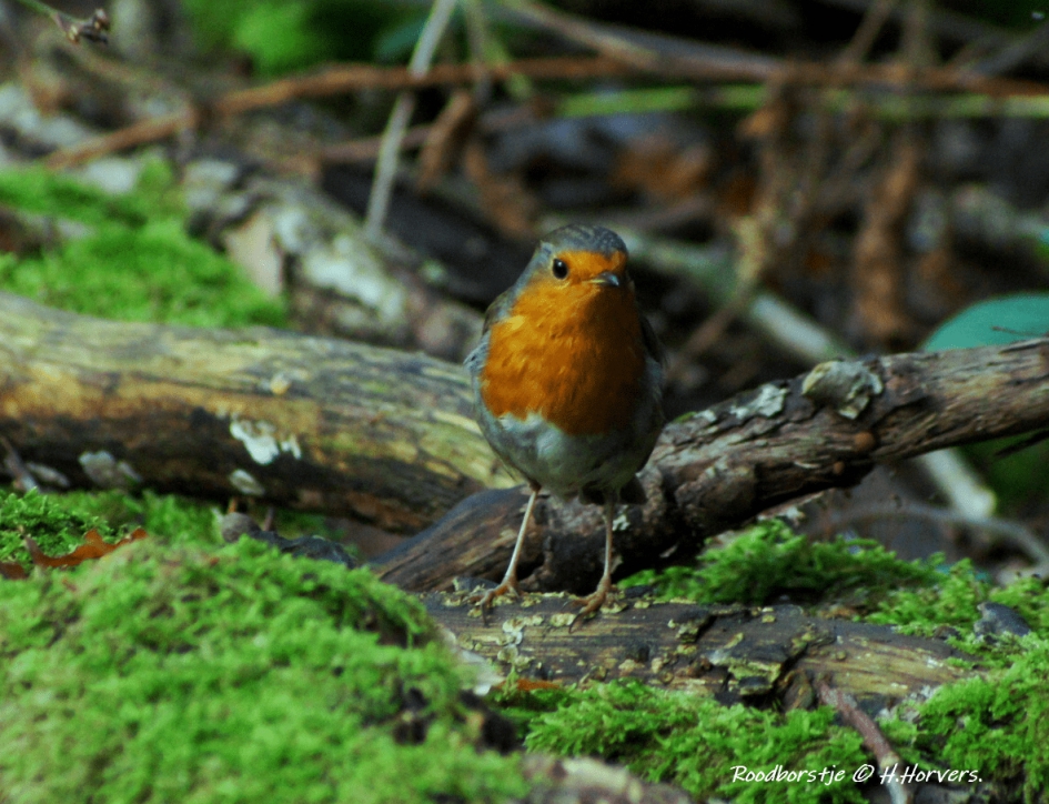 Roodborstje - Vogels - Roodborstje